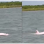 Prizor od kog zastaje dah: Snimljena veoma retka vrsta roze delfina