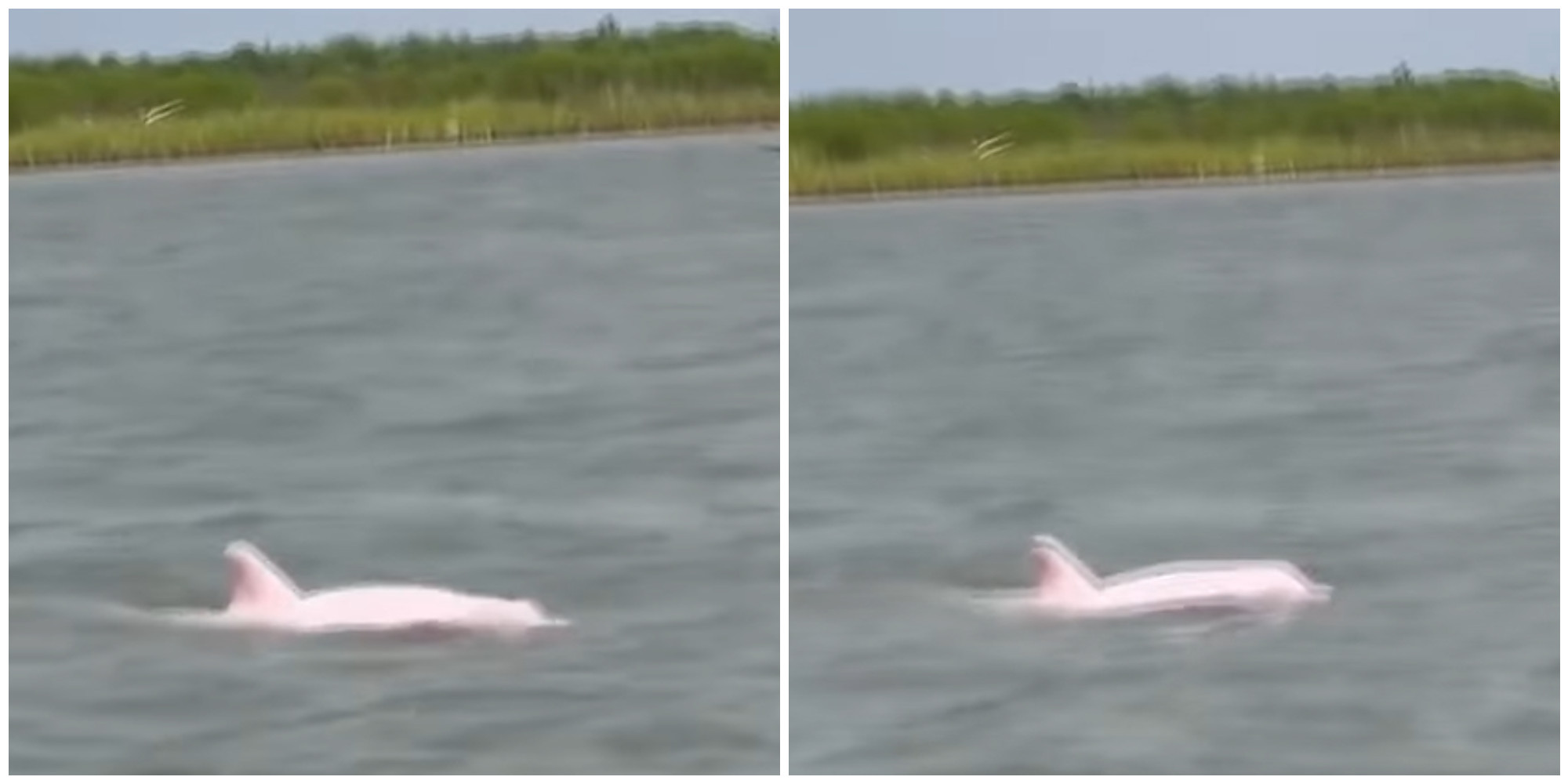 Prizor od kog zastaje dah: Snimljena veoma retka vrsta roze delfina