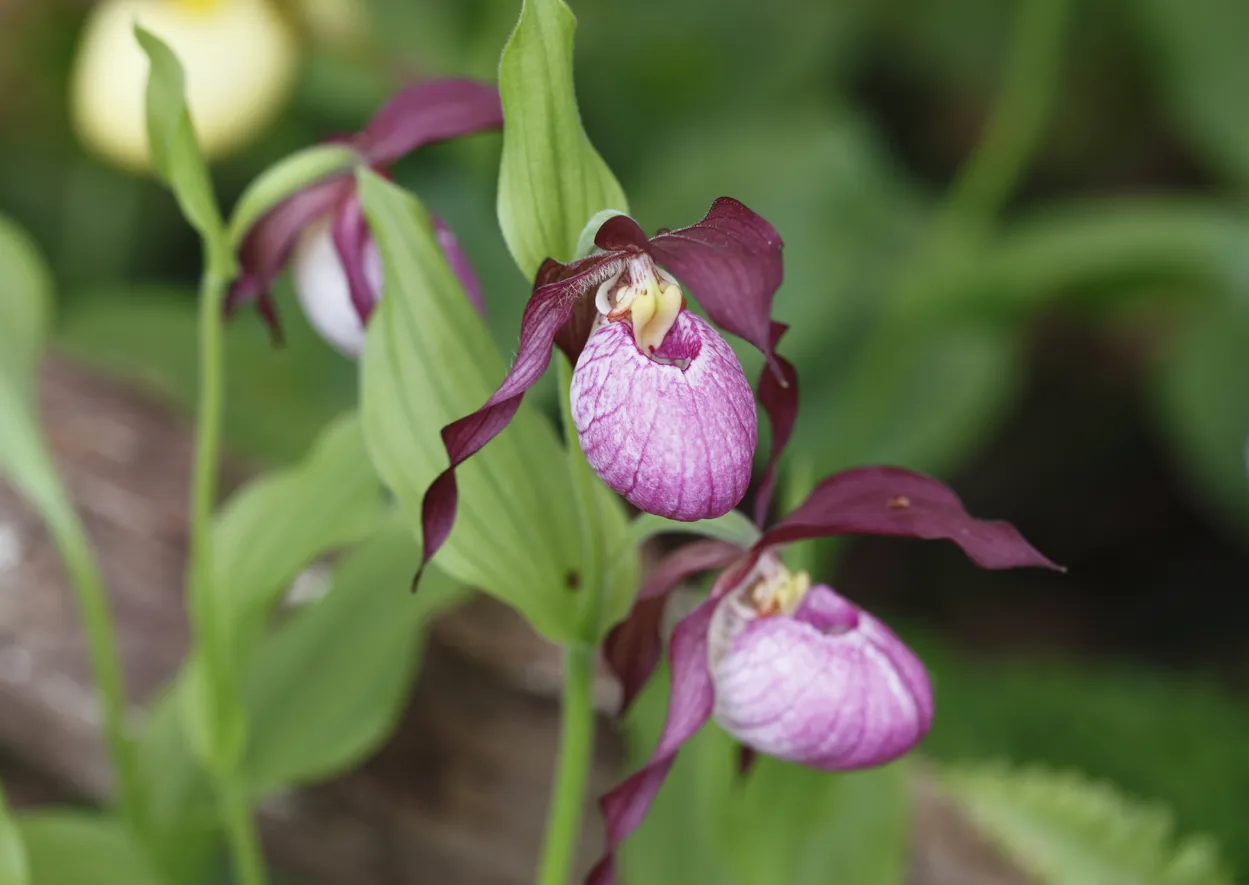 Od novčane kazne do zatvora: Evo koje biljke nikako ne bi trebalo da berete