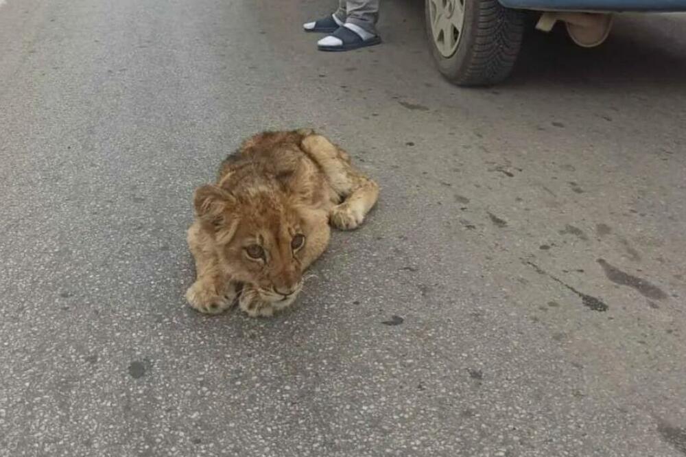 Na putu kod Subotice pronađen lav, pa se hitno oglasili iz ZOO vrta: "Nije od nas pobegao!"