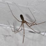 Kako da zauvek oterate pauke iz kuće: Posle ovog trika, više neće biti paučine