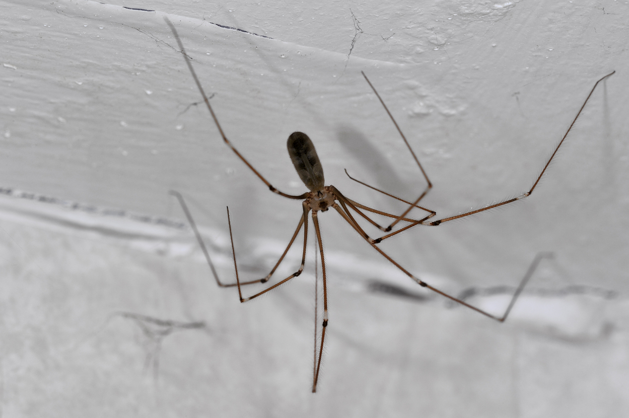 Kako da zauvek oterate pauke iz kuće: Posle ovog trika, više neće biti paučine