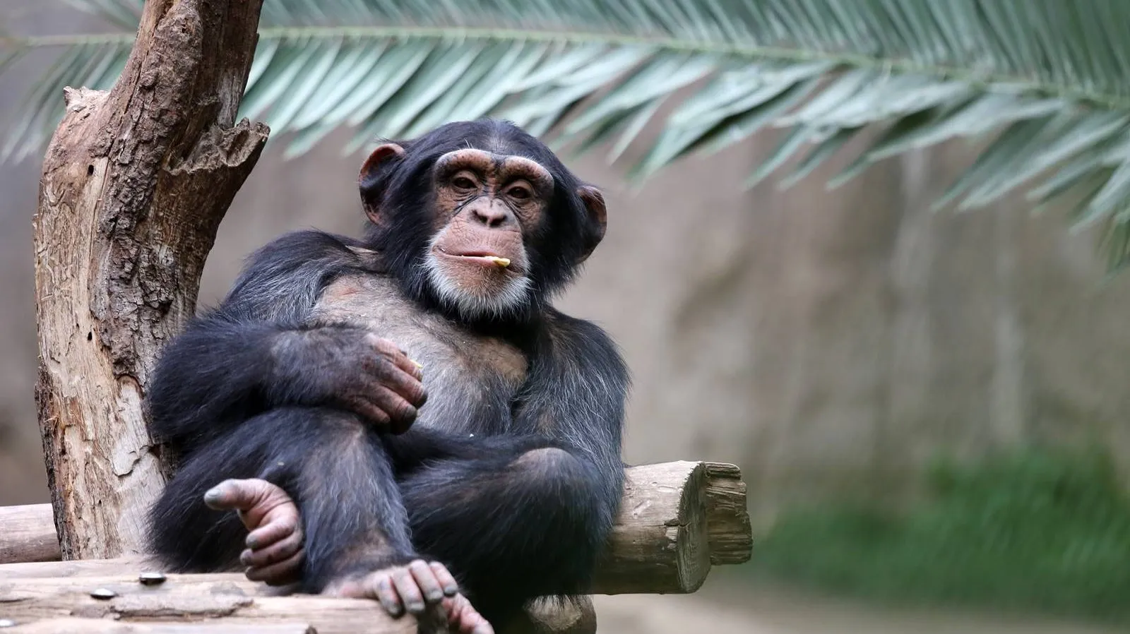 Pingvini igraju kolo i kengur svira gitaru na najsmešnijim fotografijama divljih životinja iz 2023.