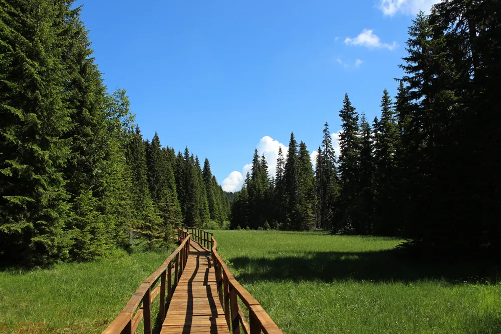 Najlepša pešačka staza u Srbiji: Obrasla gustom četinarskom šumom kroz koju vijuga više potoka idealna za vikend beg