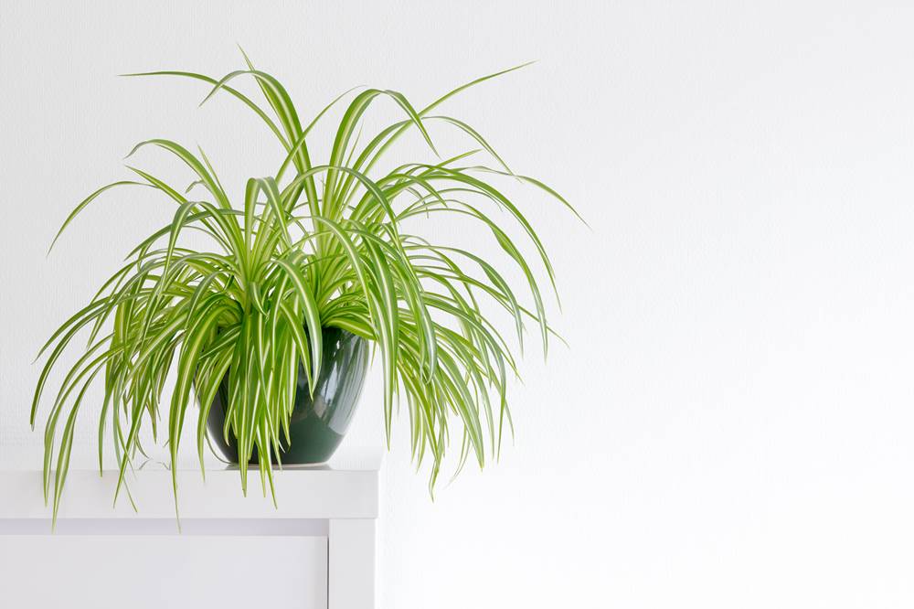 Ova sobna biljka će sprečiti stvaranje kondenzacije u vašem domu
