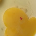 Žumance ponekad ima krvavu tačku: Evo o čemu se radi i da li je takvo jaje bezbedno za jelo