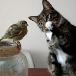 Mačka oduševila 4 miliona ljudi svojom reakcijom na pticu: "Ovo mi je popravilo dan"