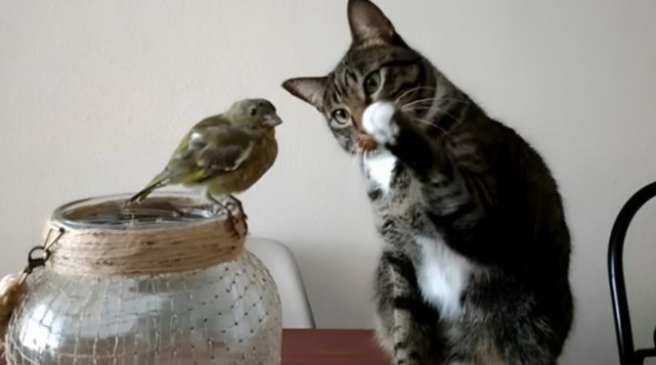 Mačka oduševila 4 miliona ljudi svojom reakcijom na pticu: "Ovo mi je popravilo dan"