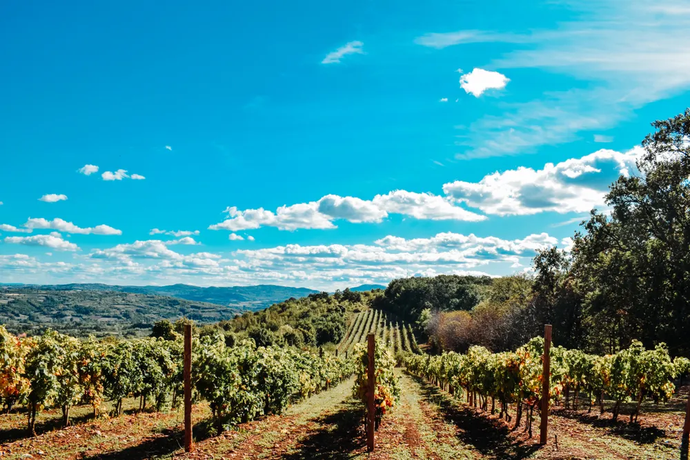280 flaša vina ceo vek pod ključem: Ovo je najstarija vinarija u Srbiji gde boce vrede milione, a nikad se neće prodati