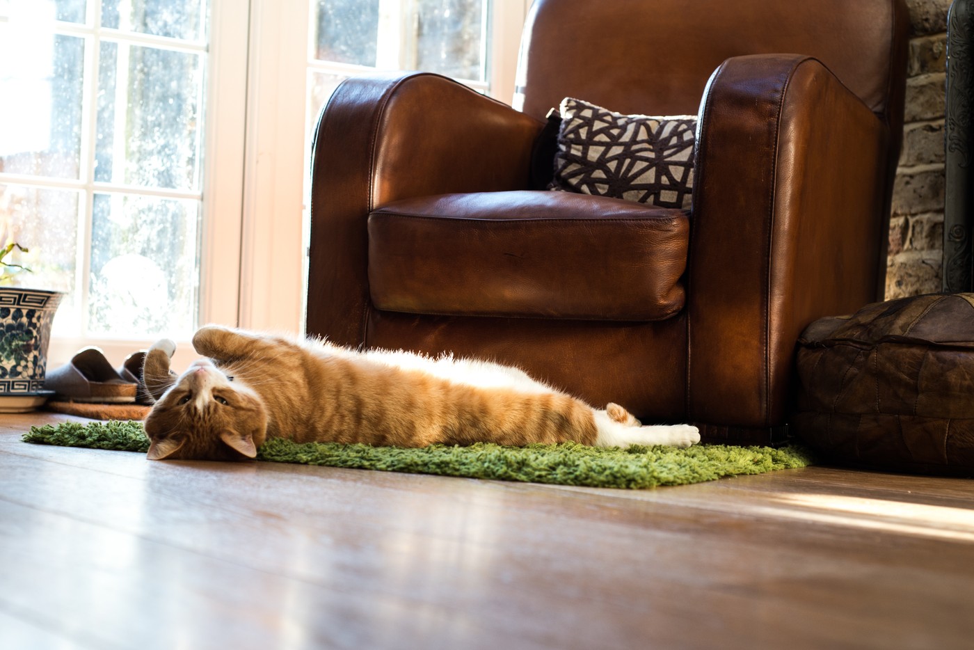 Koliko dugo možete da ostavite mačku samu kod kuće: Odgovor će vas iznenaditi