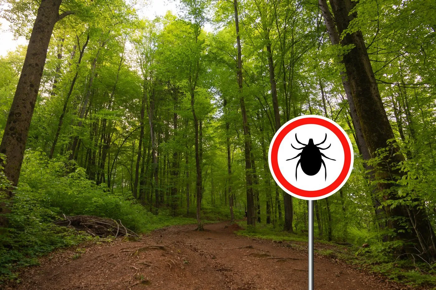 Krpelji su sve aktivniji: Evo kako da se zaštitite i izbegnete ugrize