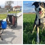 U Srbiji pronađen pas izgubljen pre godinu dana: Kad su otkrili ko je vlasnik, svi su bili zapanjeni