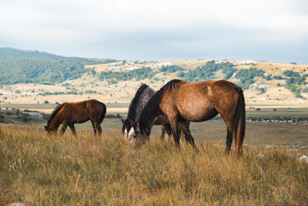 Pored Mongolije i Islanda, na ovom mestu u našem komšiluku možete da uživate sa najviše divljih konja u netaknutoj prirodi i doživite nezaboravno iskustvo