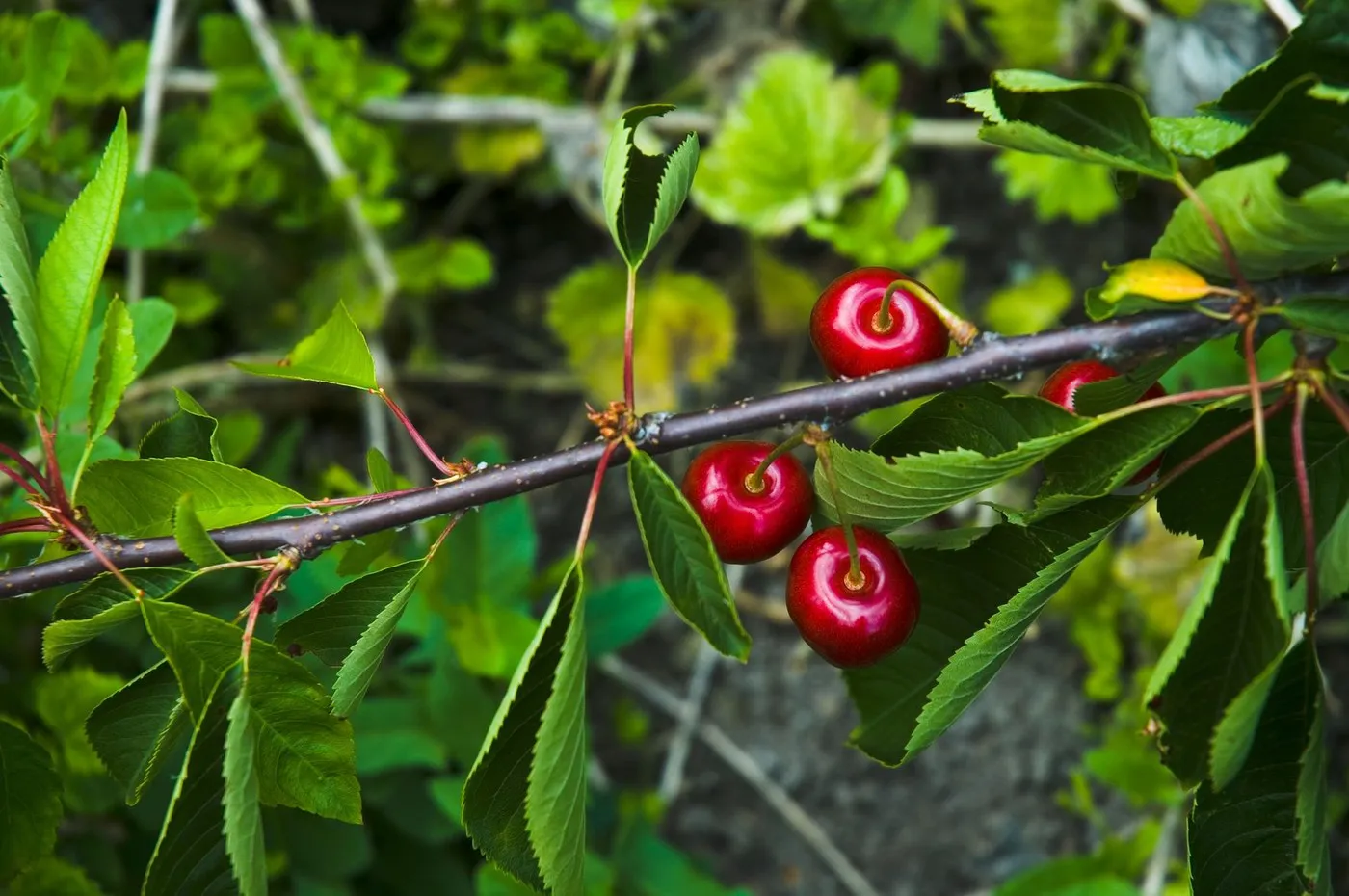 Ovim trikom jednostavno i brzo očistite trešnje od koštica