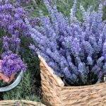 Lavanda: Kako da je zasadite, može i na terasi, i da godinama cveta