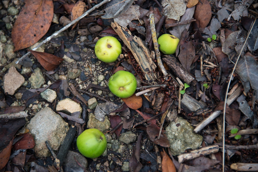 "Mislila sam da su jabuke, pa sam zagrizla i nastao je horor": Ovo drvo je toliko opasno da je ušlo u Ginisovu knjigu