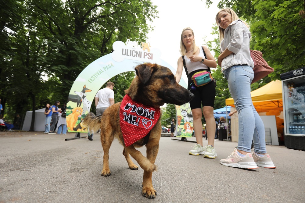Počeo festival pasa „Ulični psi" na Kalemegdanu