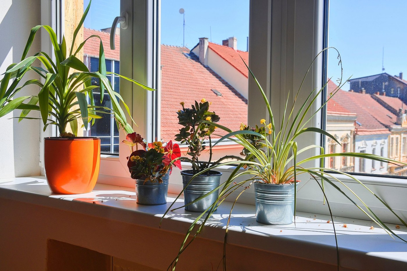 Ako nemate klimu, ova biljka može da smanji temperaturu u stanu