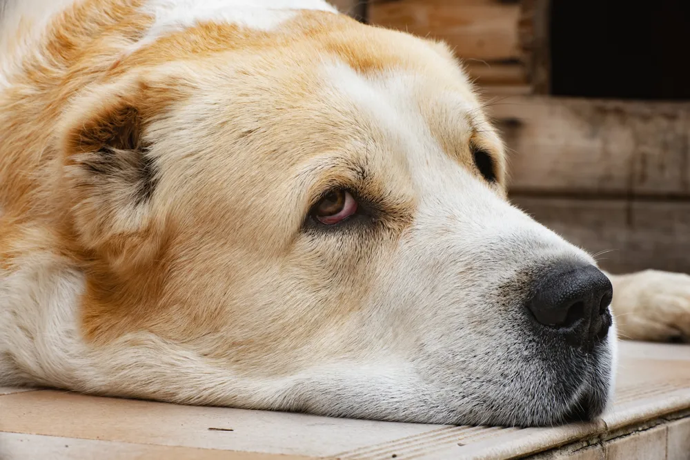 Veliki su, smrde i često živčani: Trener pasa otkrio 3 rase koje nikada ne bi imao