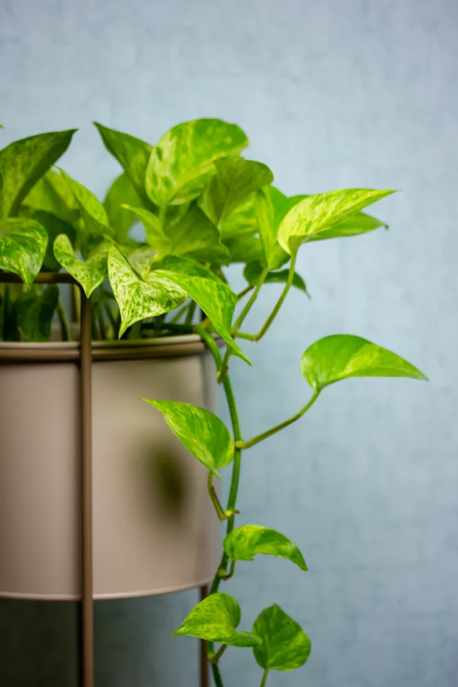 Ovih 7 biljaka je odobrila i NASA: Prečišćavaju vazduh u prostorijama, ali postoji jedna caka