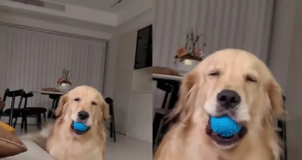 Snimak koji će vam ulepšati dan: Zlatni retriver na simpatičan način pokazao vlasniku da je vreme za igru