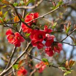 Ovu biljku je skoro nemoguće ubiti, a daje cvetove koji će posebno ukrasiti vaš vrt