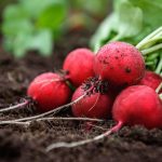 4 dobra razloga zbog kojih ovog proleća treba da jedete što više rotkvica