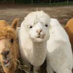 Na samo sat vremena od Beograda nalazi se jedino selo alpaka u Srbiji: Za prvi maj pomazite životinju sa najskupljom vunom na svetu