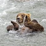 Spektakl iz prirode usred krstarenja Drinom: Snimak na kom meda pliva preplavio mreže