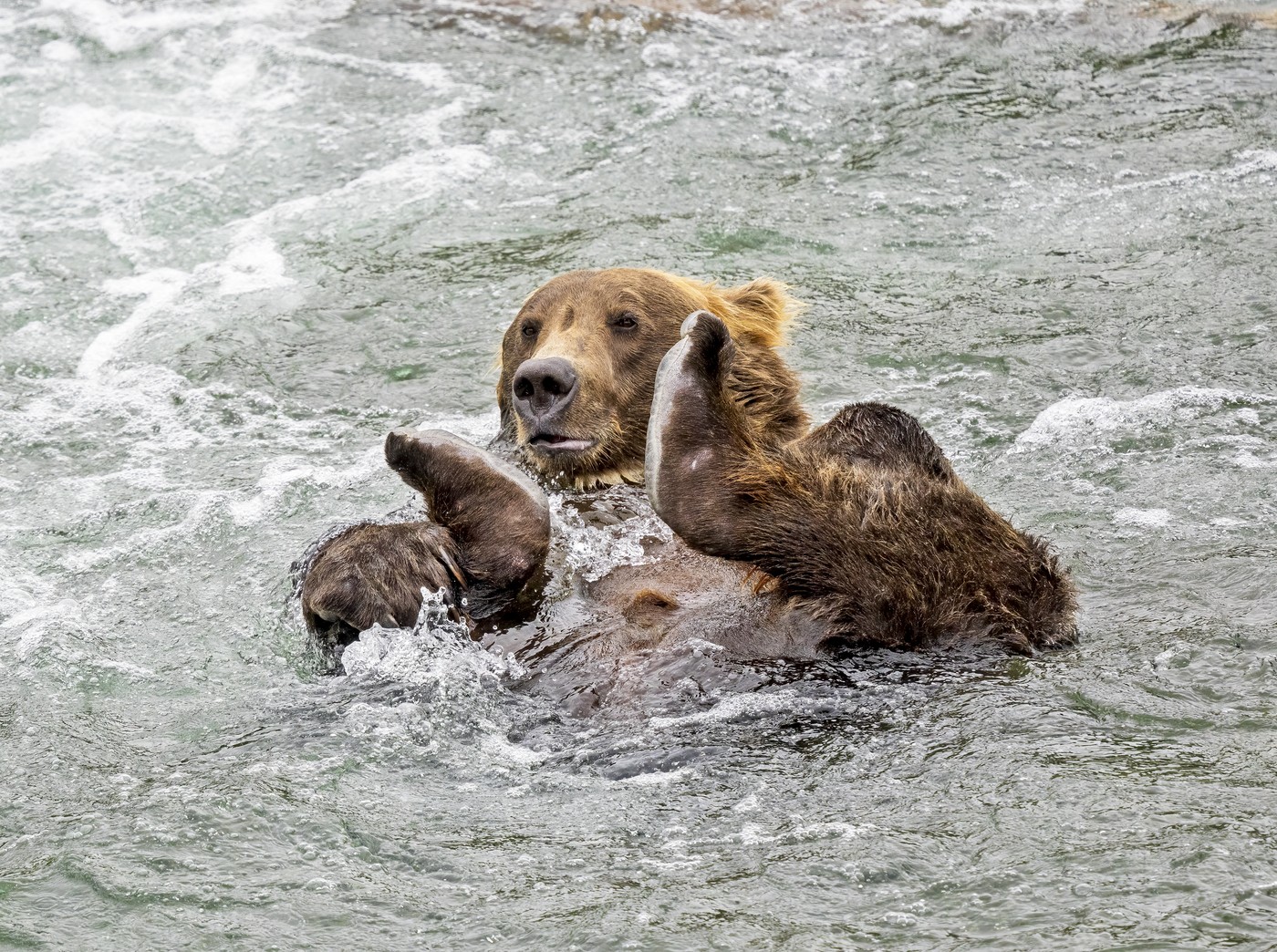 Spektakl iz prirode usred krstarenja Drinom: Snimak na kom meda pliva preplavio mreže