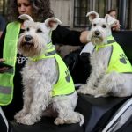 I "patrolne šape" su juče bile na ulicama uz studente: Slađe redare od ovih sigurno niste videli