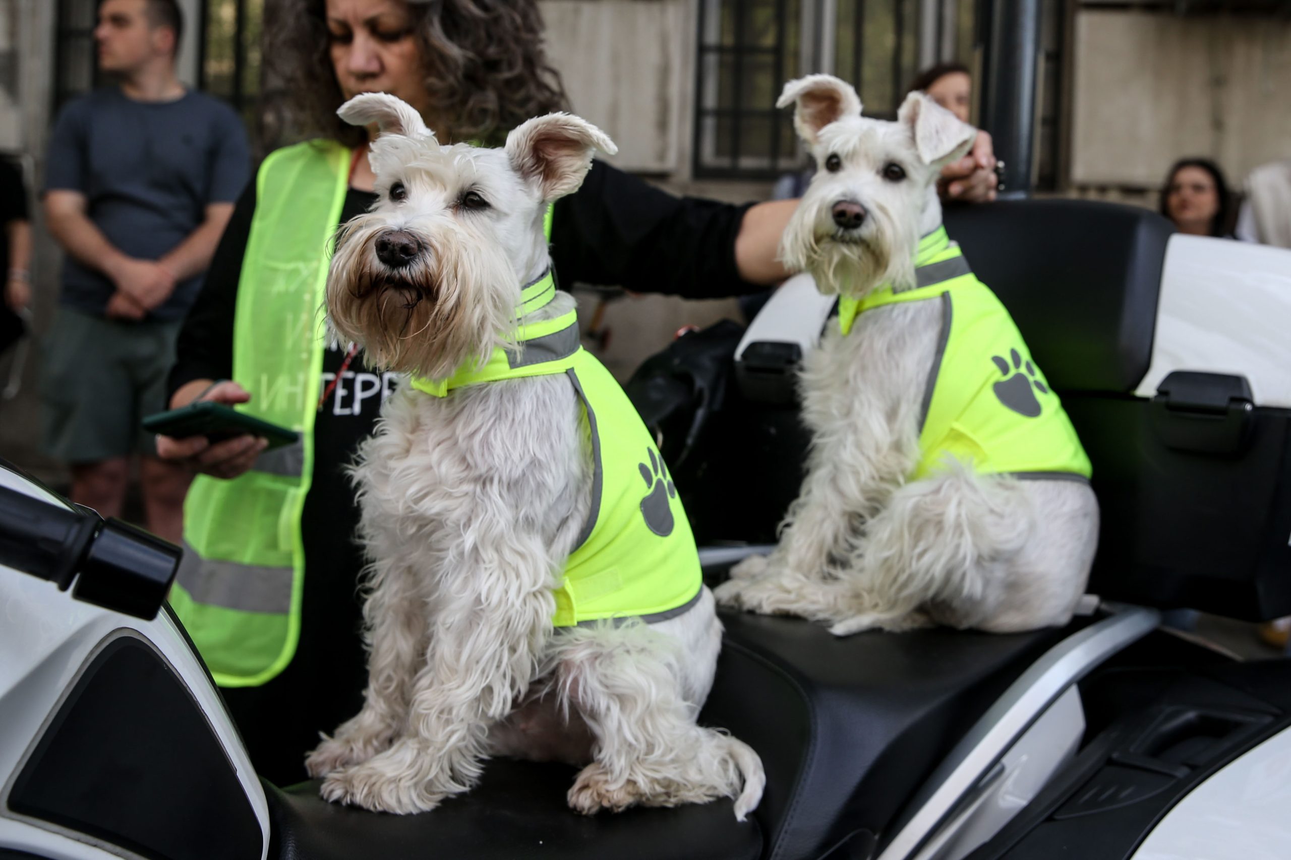 I "patrolne šape" su juče bile na ulicama uz studente: Slađe redare od ovih sigurno niste videli