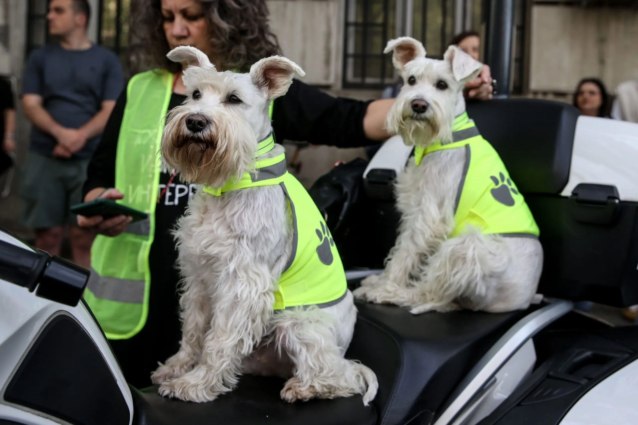 I "patrolne šape" su juče bile na ulicama uz studente: Slađe redare od ovih sigurno niste videli