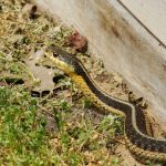 Magnet za zmije: Ova 4 mirisa ih privlače u vaše dvorište, rešite ih se odmah!