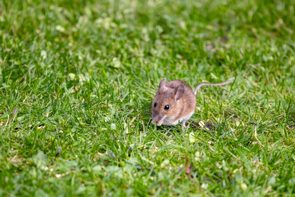 Magnet za zmije: Ova 4 mirisa ih privlače u vaše dvorište, rešite ih se odmah! 1 Magnet za zmije: Ova 4 mirisa ih privlače u vaše dvorište, rešite ih se odmah!