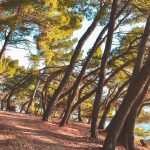 Zašto je Ulcinj više od plaže: Tamo gde more susreće borovu šumu