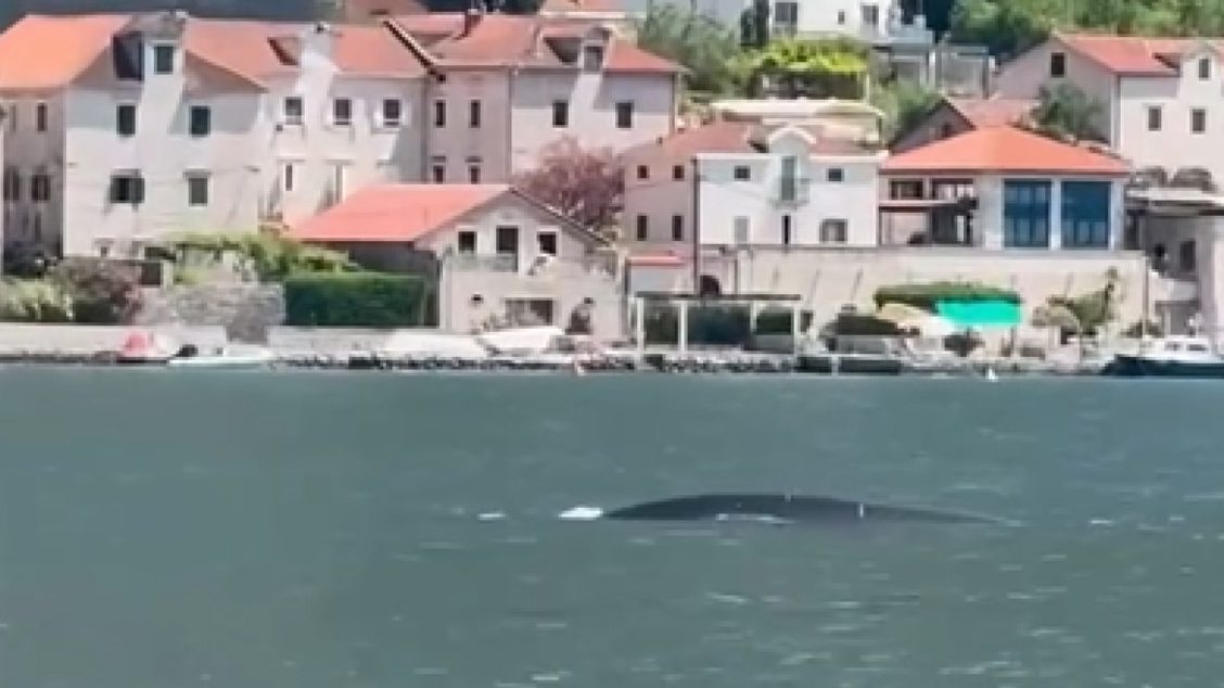 Upozorenje na Jadranu: Nakon bele ajkule, u Herceg Novom i Boki snimljen i kit