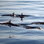 Neviđeni prizor kod Tivta: Pogledajte kako su delfini reagovali na skuter usred mora