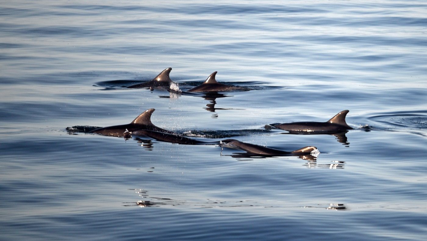 Neviđeni prizor kod Tivta: Pogledajte kako su delfini reagovali na skuter usred mora
