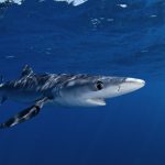 Plava ajkula upecana u Jadranu kod Petrovca: Nije razlog za paniku, ali ako se uoči blizu obale - oprez