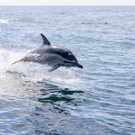 Najlepši snimak koji ćete videti danas stiže iz Crne Gore: "Divota"