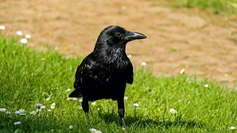 Ovo je najgluplja stvar koju možete da uradite kad vidite vrane: “One su kao komšija koji jedva čeka frku ako mu staneš na njegovo parking mesto” vrane