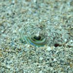 U plitkoj vodi snimili najotrovnije stvorenje u Jadranskom moru: "Ubod je strašan, bol je neopisiv"