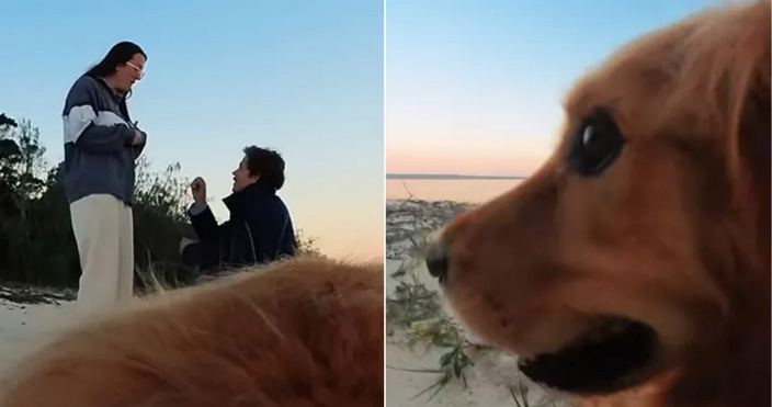 "Ovo je kao scena iz filma": Pas je snimio prosidbu svojih vlasnika i slađe nije moglo da bude