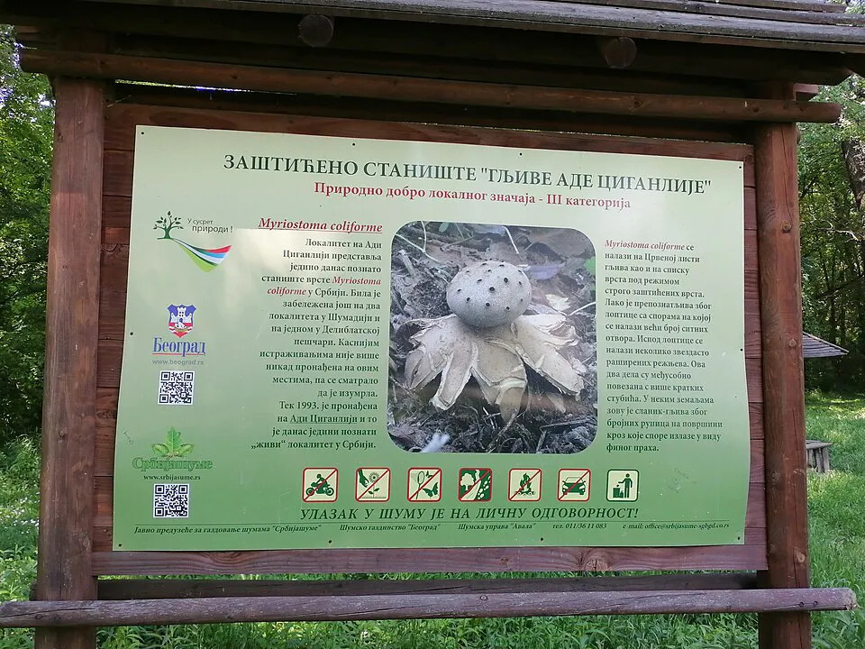 Ada Ciganlija nije samo raj za kupanje i roštilj: Beogradsko more krije retko čudo prirode koje je na pragu izumiranja 1 Ada Ciganlija nije samo raj za kupanje i roštilj: Beogradsko more krije retko čudo prirode koje je na pragu izumiranja