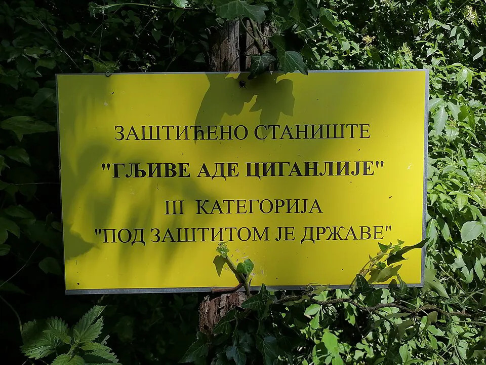 Ada Ciganlija nije samo raj za kupanje i roštilj: Beogradsko more krije retko čudo prirode koje je na pragu izumiranja 2 Ada Ciganlija nije samo raj za kupanje i roštilj: Beogradsko more krije retko čudo prirode koje je na pragu izumiranja
