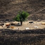 Čudesno drvo: Priča iza ove neverovatne fotografije iz Španije treba da bude lekcija za sve nas