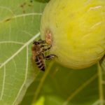 Da li u svakoj smokvi zaista postoji mrtva osa? Na TikToku su otkrili "istinu" o tome kako nastaje ovo voće i zgrozili se