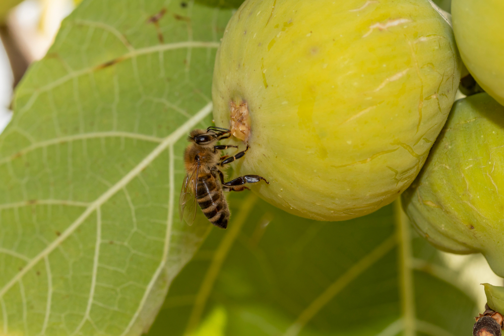Da li u svakoj smokvi zaista postoji mrtva osa? Na TikToku su otkrili "istinu" o tome kako nastaje ovo voće i zgrozili se