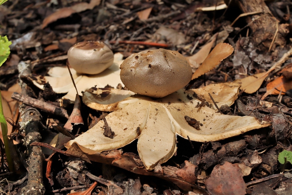 Ada Ciganlija nije samo raj za kupanje i roštilj: Beogradsko more krije retko čudo prirode koje je na pragu izumiranja 3 Ada Ciganlija nije samo raj za kupanje i roštilj: Beogradsko more krije retko čudo prirode koje je na pragu izumiranja